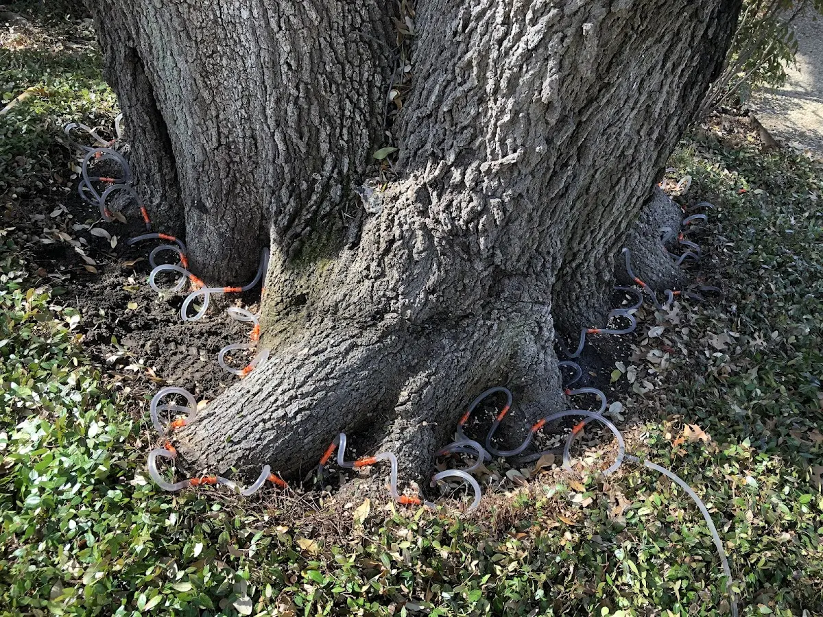 Detailed Tree Cabling and Bracing job site in Grand Lake Stream