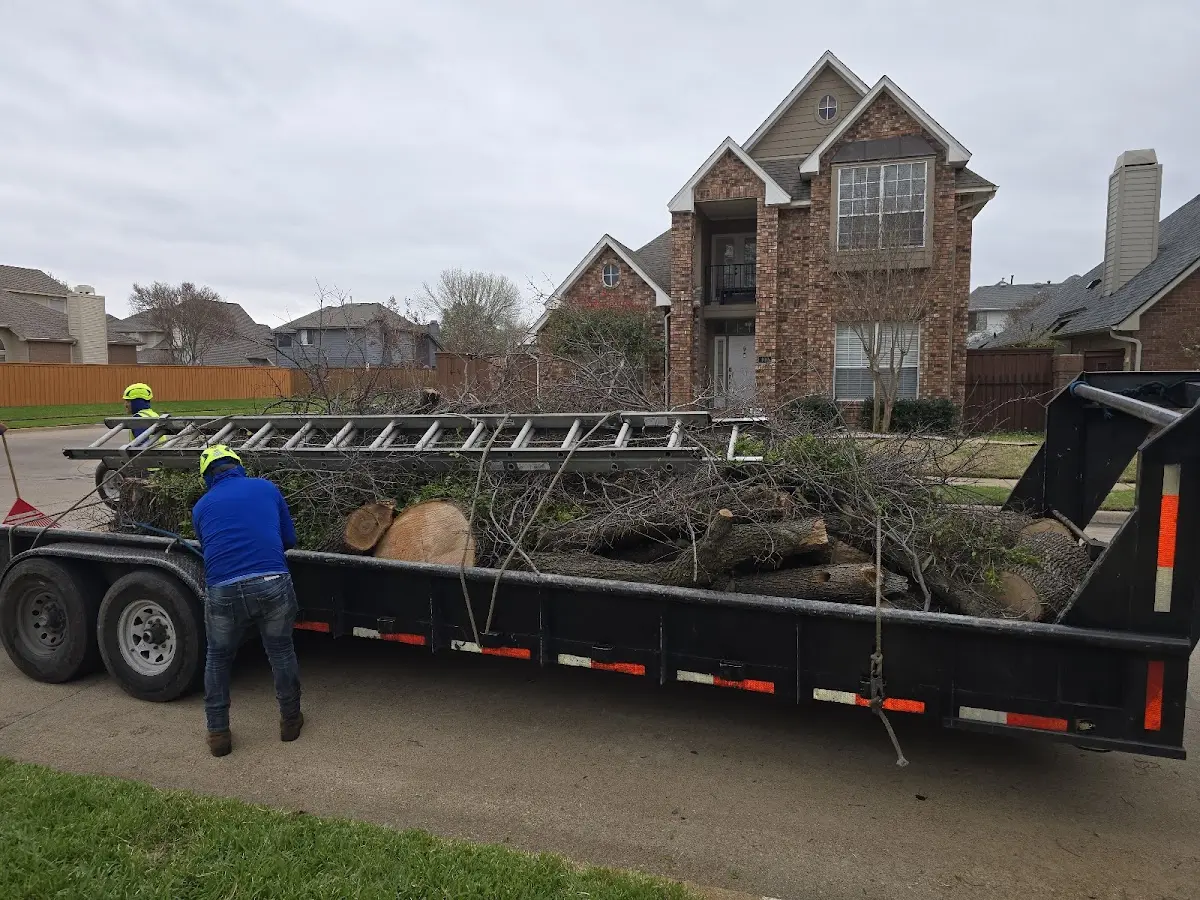 Expert Tree Pest Control with proper safety equipment in Grand Lake Stream